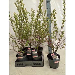 SALIX IN HAKURO NISH