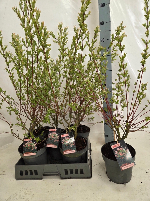 <h4>SALIX IN HAKURO NISH</h4>