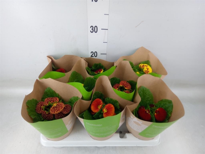 <h4>Calceolaria herbeohybrida</h4>