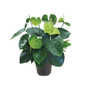 ANTHURIUM GREEN KING P17