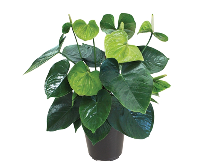 ANTHURIUM GREEN KING P17