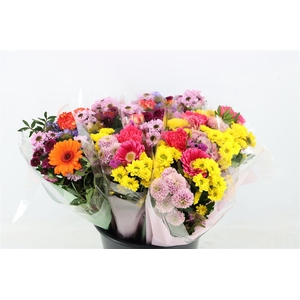 Bqt Season Small 7st