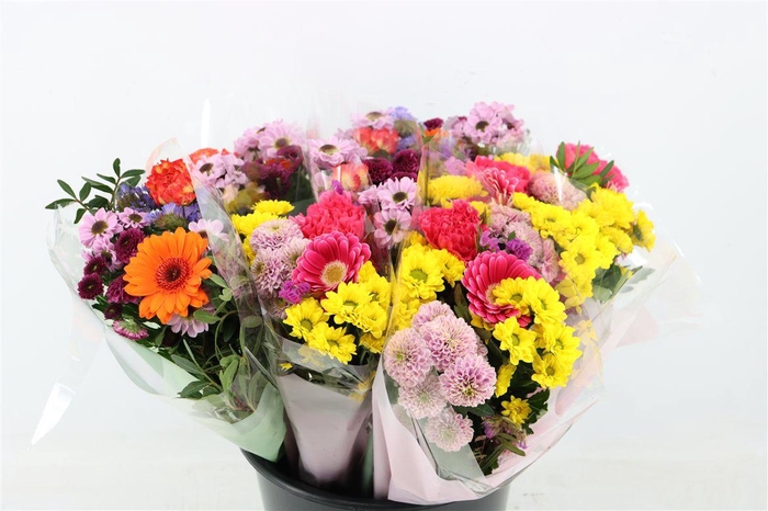 <h4>Bqt Season Small 7st</h4>