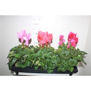Cyclamen Grootbl. Gemengd