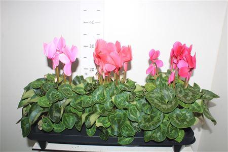 <h4>Cyclamen Grootbl. Gemengd</h4>