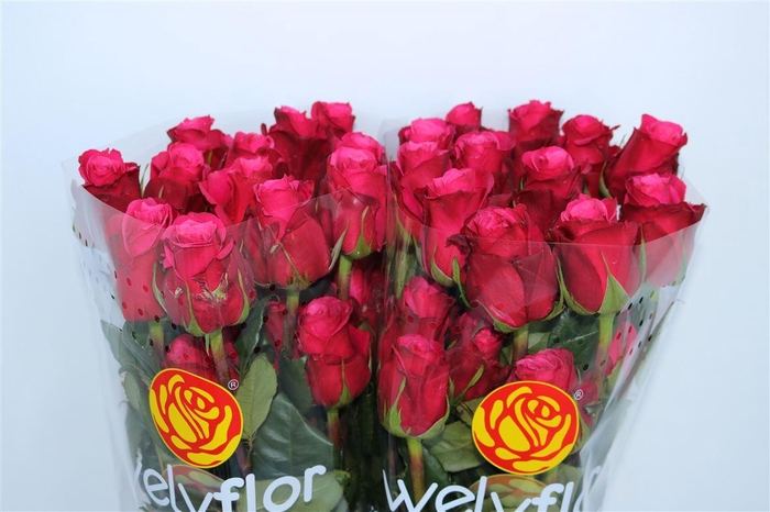 <h4>R Gr Cherry O Ll</h4>