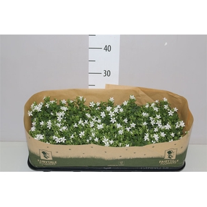 Campanula Port White