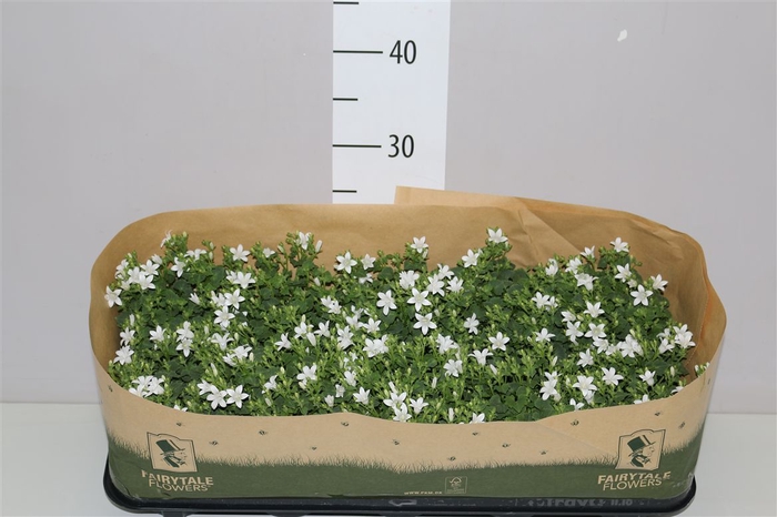 <h4>Campanula Port White</h4>