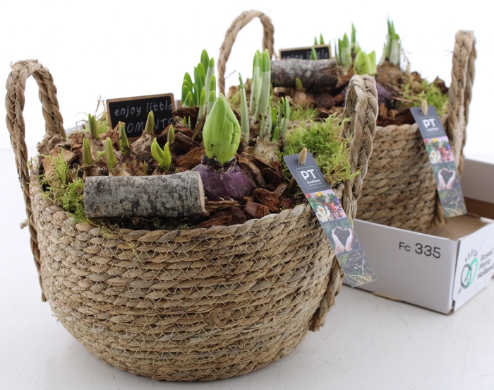 <h4>BOLBLOEMEN OV</h4>