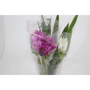 CURCUMA