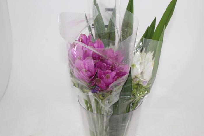<h4>CURCUMA</h4>