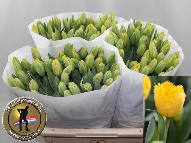 <h4>TU FR CRYSTAL STAR</h4>