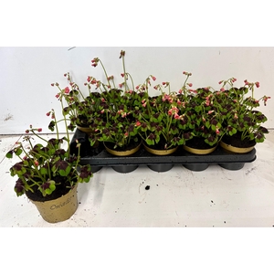 OXALIS DEPPEI