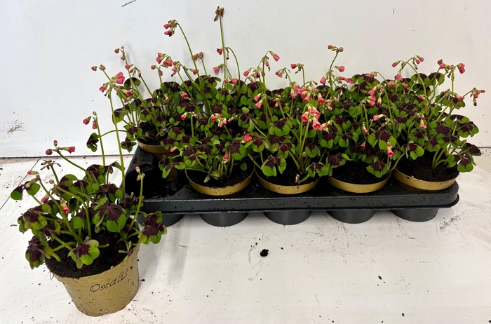 <h4>OXALIS DEPPEI</h4>