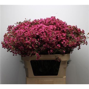 CHAMELAUCIUM UNCI. 'JUPITER'