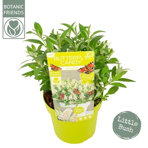 Buddleja Butterfly Candy 'Little White'®