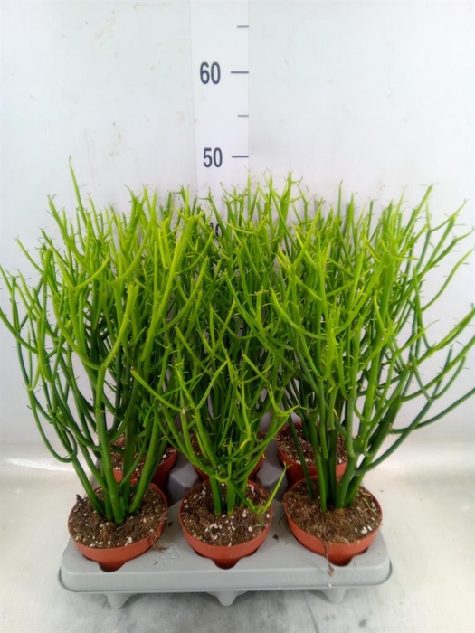 <h4>Euphorbia tirucalli</h4>