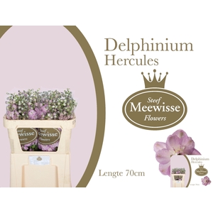 DELPH DU DEW HERCULE