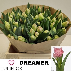 TU DU DREAMER