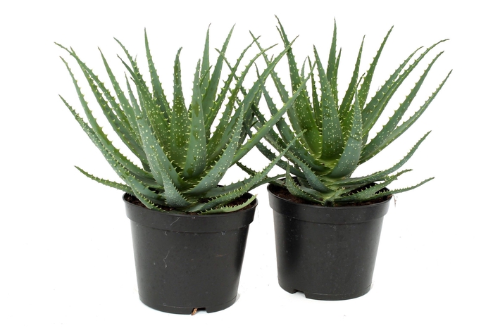 <h4>Aloe Arborescens</h4>