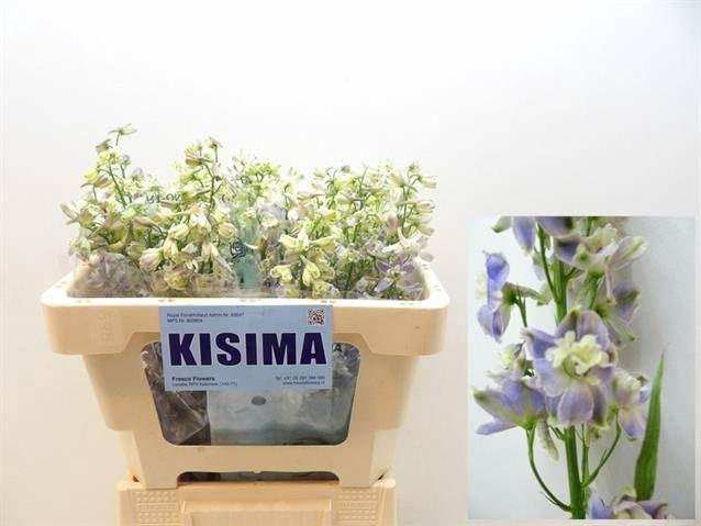 <h4>DELPH EN TRICK</h4>