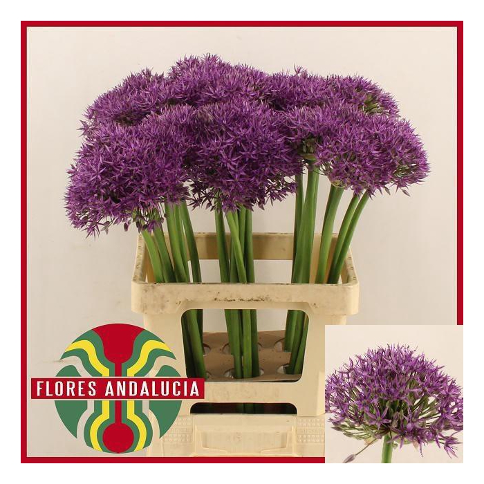 <h4>Allium Jackpot</h4>