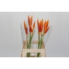 Heliconia Fire Opal