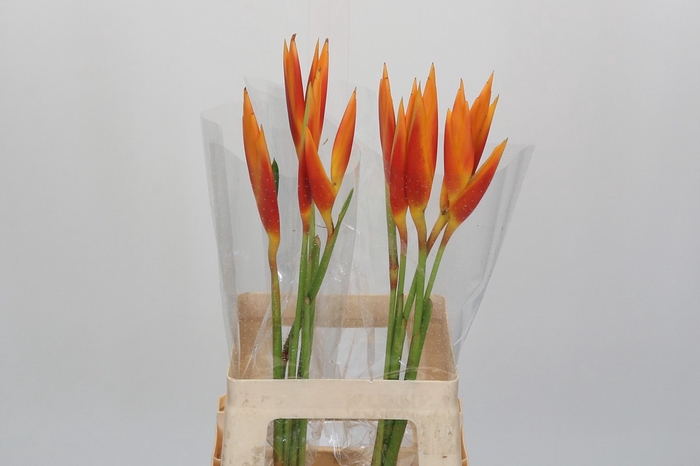 <h4>Heliconia Fire Opal</h4>