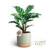 CALATHEA SPECIES FREDDY P10 WOODB GR
