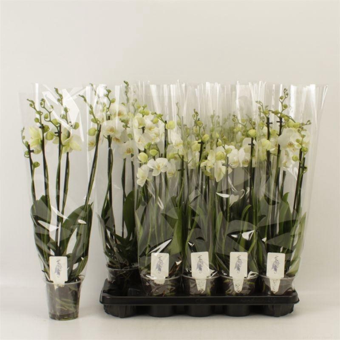 <h4>PHAL OV WIT</h4>