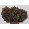 Leucadendron Senorita