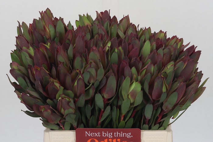 <h4>Leucadendron Senorita</h4>