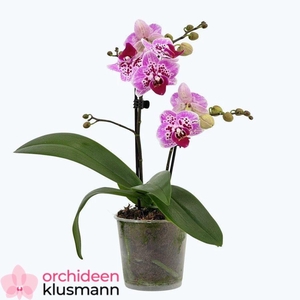 PHAL OV