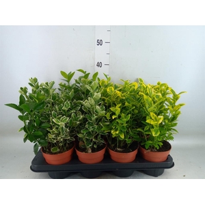 Euonymus japon.   ...mix