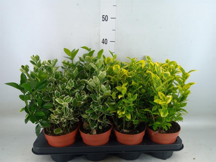 <h4>Euonymus japon. ...mix</h4>