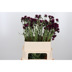 Cirsium Jap Atropurpureu