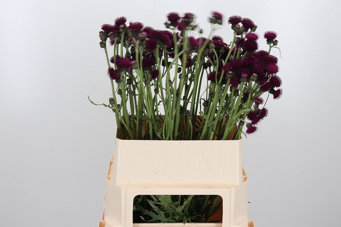<h4>Cirsium Jap Atropurpureu</h4>