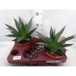 Agave  'Shaka Zulu'
