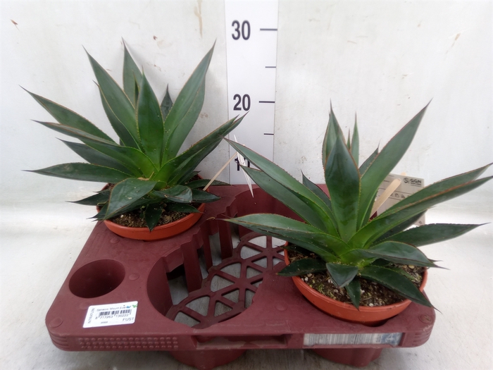 <h4>Agave  'Shaka Zulu'</h4>