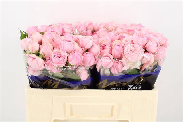 <h4>R Tr Mansfield Pink Park Molo</h4>