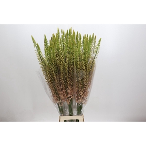 Eremurus Shelford Pink Star
