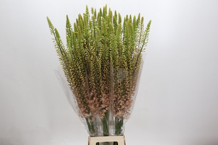 <h4>Eremurus Shelford Pink Star</h4>