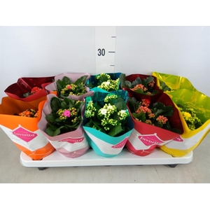 Kalanchoe blos. 'Perfecta'  ..mix 5