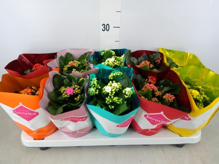 <h4>Kalanchoe blos. 'Perfecta' ..mix 5</h4>