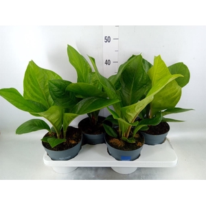 Anthurium crass. 'Karma Birdnest'