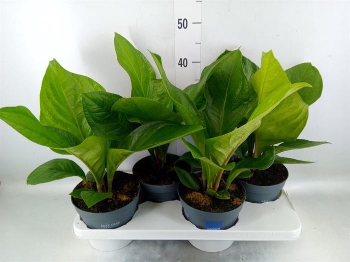 <h4>Anthurium crass. 'Karma Birdnest'</h4>