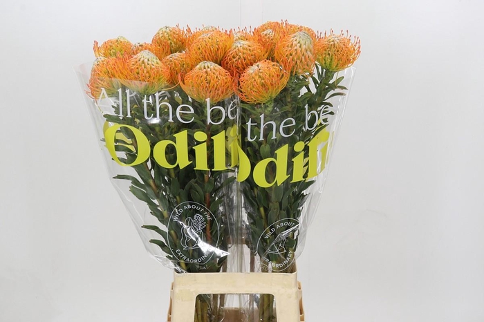 <h4>Nutans Ayoba Sun</h4>