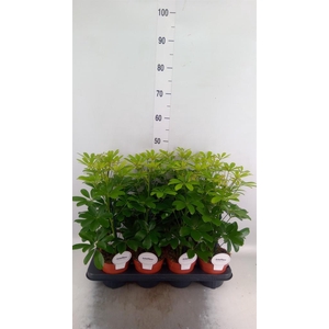 Schefflera arbor. 'Nora'
