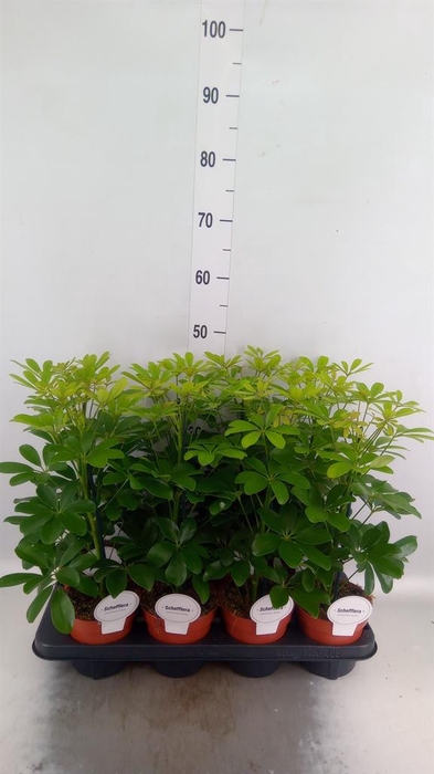 <h4>Schefflera arbor. 'Nora'</h4>