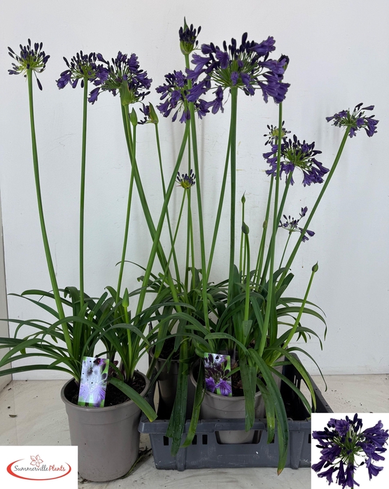 <h4>AGAPA POPPIN PURPLE</h4>
